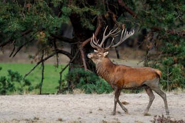 Red deer (Cervus elaphus) stag showing dominant behaviour in the rutting season on a heath field in the forest of National Park Hoge Veluwe in the Netherlands