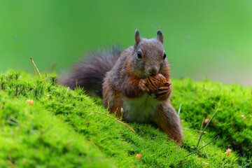 Eurasian red squirrel (Sciurus vulgaris) searching for food in the forest in the Netherlands.     