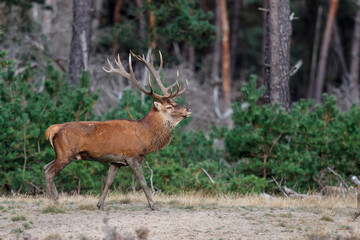 Red deer (Cervus elaphus) stag showing dominant behaviour in the rutting season on a heath field in...
