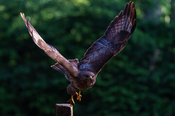 Common Buzzard (Buteo buteo) flying in the forest of Noord Brabant in the Netherlands searching for food. Green forest background.