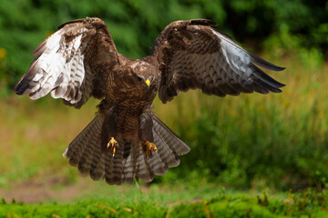 Common Buzzard (Buteo buteo) flying in the forest of Noord Brabant in the Netherlands searching for food. Green forest background.