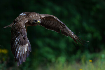 Common Buzzard (Buteo buteo) flying in the forest of Noord Brabant in the Netherlands searching for food. Green forest background.