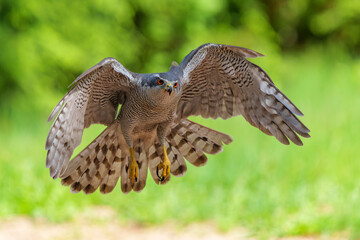 Northern goshawk (accipiter gentilis) flying and searching for food in the forest of Noord Brabant in the Netherlands