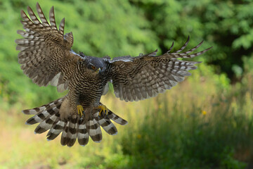 Northern goshawk (accipiter gentilis) flying and searching for food in the forest of Noord Brabant...