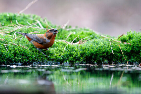 Red crossbill or common crossbill (Loxia curvirostra), a small passerine bird in the finch family, coming for a drink in a pond in the forest in the Netherlands
