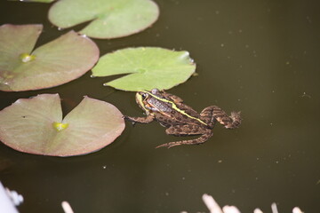 Grenouille sur n&eacute;nuphar