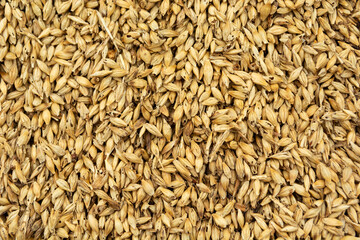 Top view of damaged grain seeds, abstract background