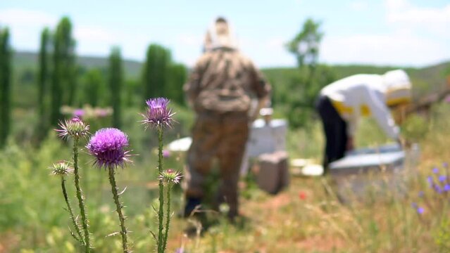beekeepers harvesting honey from the hive