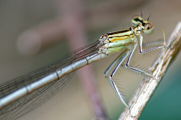agrion à larges pattes