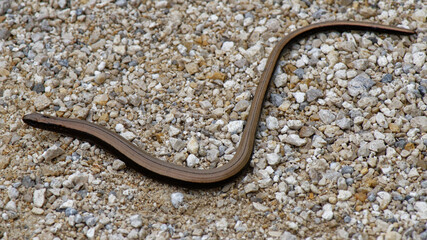 orvet fragile - anguis fragilis