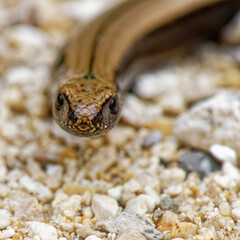 orvet fragile - anguis fragilis