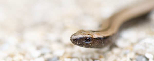 orvet fragile - anguis fragilis