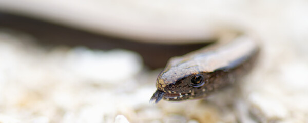 orvet fragile - anguis fragilis