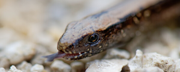 orvet fragile - anguis fragilis