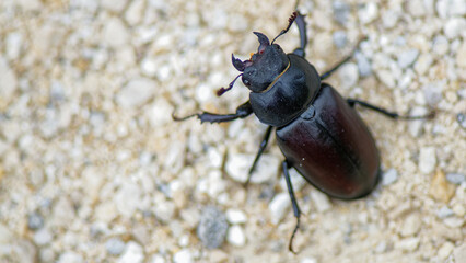 lucane cerf volant - lucane grande biche (femelle) - lucanus cervus
