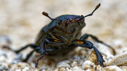 lucane cerf volant - lucane grande biche (femelle) - lucanus cervus