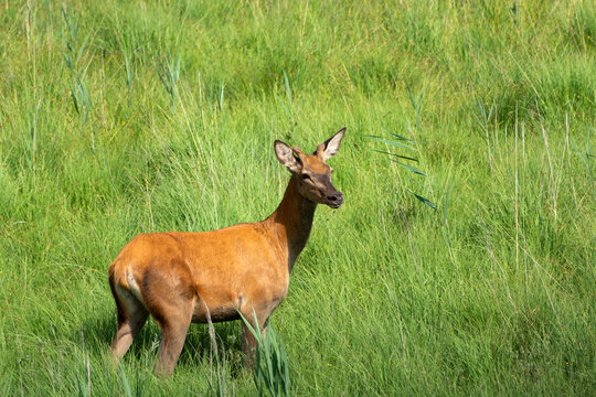 Young red deer standing in the grass