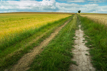 Fototapeta na wymiar Long straight dirt road through the fields