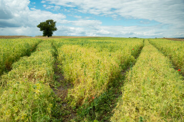Paths in a bean field and a lone tree