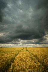 Wheel tracks in wheat and storm sky