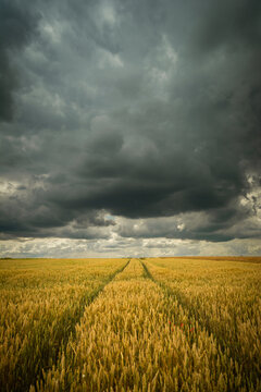 Wheel tracks in wheat and storm sky © darekb22