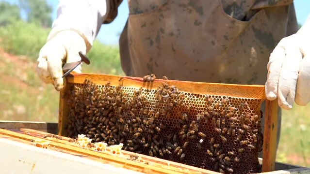 beekeepers harvesting honey from the hive