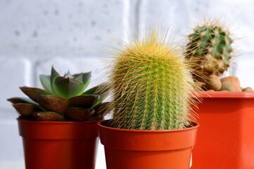 Cacti in pots close-up. Small decorative cacti in red pots against a white brick wall