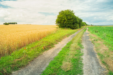Road next to a field with grain