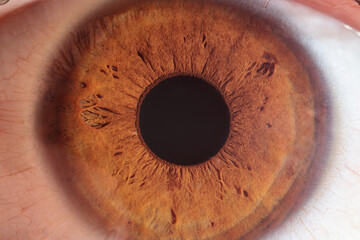 close up of a brow iris