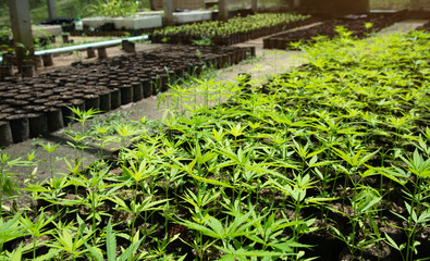 Cannabis plants inside a greenhouse,Hemp plant starts inside of a greenhouse