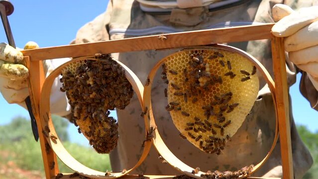 beekeepers harvesting honey from the hive