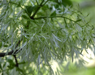 Up Close Look at the Petals of a White Fringetree