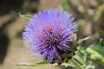 artichoke blooming purple