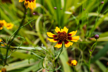 ハルシャギクの花