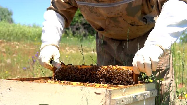 beekeepers harvesting honey from the hive