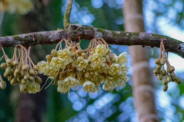 Close up durian flowers blooming from the branched of durian tree and blur image of bokeh tree green and light white color background.