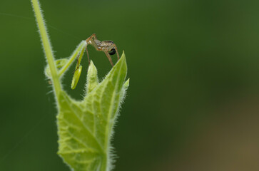 葉の上で獲物を待つハエトリクモ