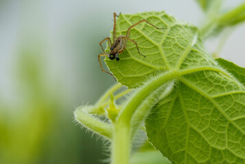 葉の上で獲物を待つハエトリクモ