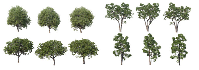 Tree on a white background