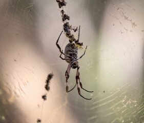 Wilpena Pound, South Australia - spider and babies on a cobweb