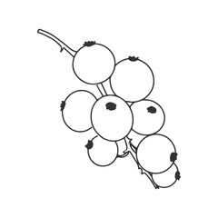 Black and white illustration of currant berries on a white background. Doodle style. Cartoon style