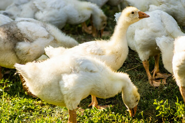 Growing chicks of geese
Подросшие птенцы гусей