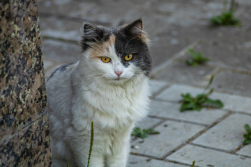 Naklejka na ściany i meble Ufa tricolor cat. Уфимский трехцветный кот. 