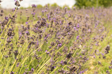 Obraz premium Field with lavender flowers. Many flowers on the background