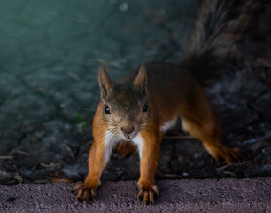 Ufa squirrel in the Victory park, Chernikovka district. July 2022
Уфимская белочка в парке 