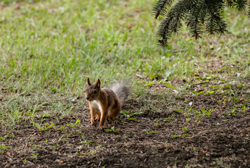 Ufa squirrel in the Victory park, Chernikovka district. July 2022
Уфимская белочка в парке 