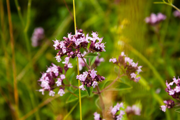 June blooms in the Urals
