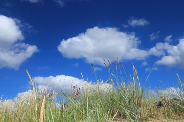 grass and blue sky