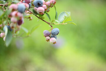 色づき始めたブルーベリーの実
