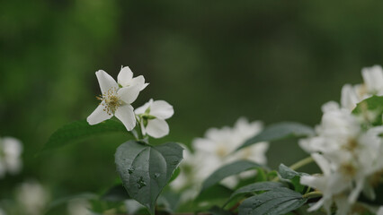 shot of jasmine flowers after rain